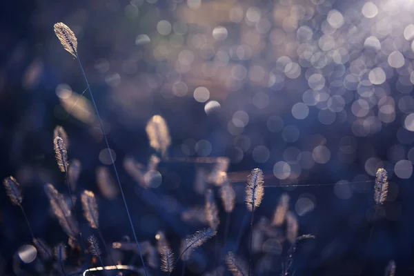 Delikatne Kolce Roślin Pajęczynach Słońcu Artystyczne Zdjęcie Roślin Błyszczących Słońcu — Zdjęcie stockowe