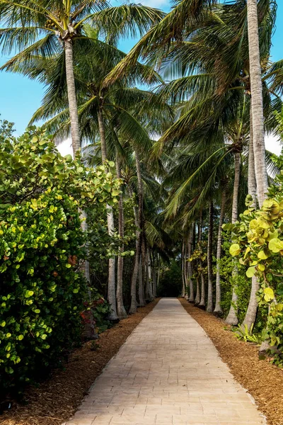 Allée Avec Grands Palmiers Parc Large Côte Océan Amérique Floride — Photo