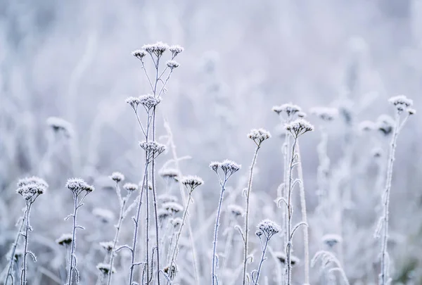 Delicadas Flores Aberturas Geada Suavemente Lilás Congelado Fundo Inverno Natural — Fotografia de Stock