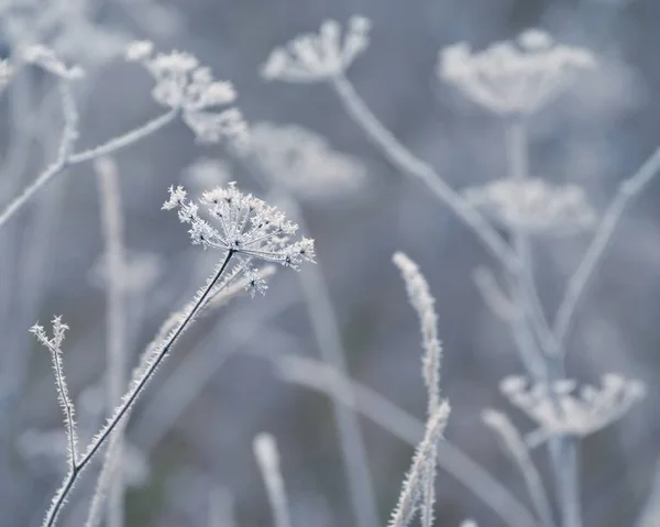 delicate openwork flowers in the frost. Gently frosty natural winter background. Beautiful winter morning in the fresh air. Soft focus.