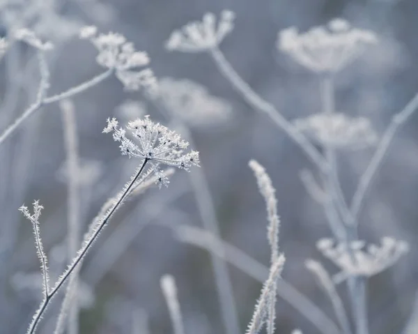 Delicate Opengewerkte Bloemen Vorst Lichte Ijzige Natuurlijke Winterachtergrond Prachtige Winterochtend — Stockfoto