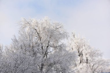 Kış ayazının arka planında kar beyazı inmelerle kaplı ağaçlar. Ormanda güneşli soğuk bir gün, park.