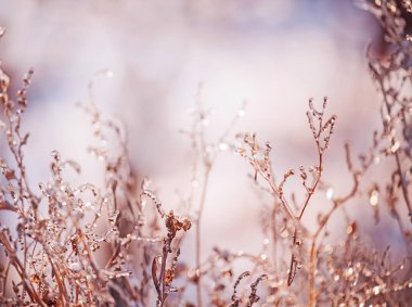 Karlı bir tarlada pırıl pırıl kar ve karla kaplı çiçekler. Kış otlağının büyüleyici bir görüntüsü..