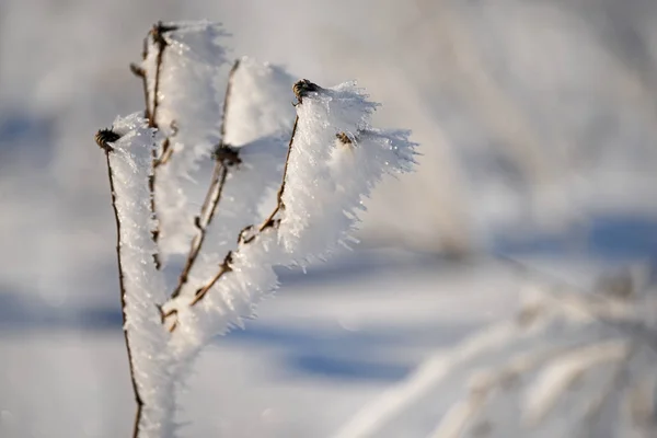 覆盖着闪闪发光的白霜和雪地上的雪的花朵 一幅幅神奇的冬季草甸景象 — 图库照片