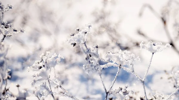 Flores Cubiertas Espumosas Heladas Nieve Campo Cubierto Nieve Una Fabulosa —  Fotos de Stock