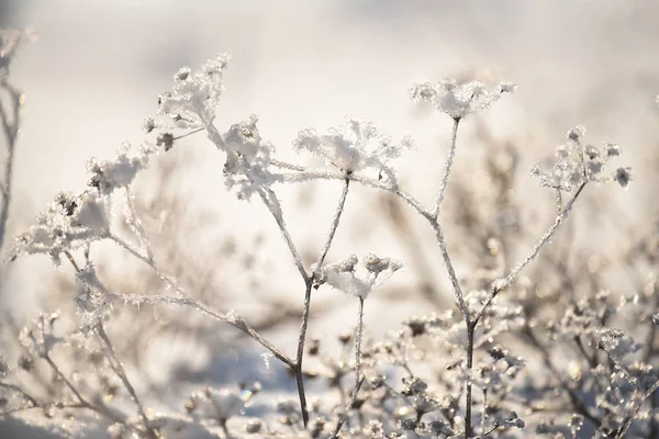 覆盖着闪闪发光的白霜和雪地上的雪的花朵 一幅幅神奇的冬季草甸景象 — 图库照片