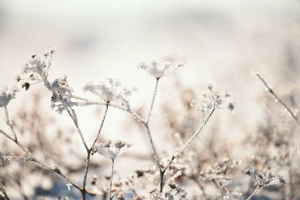 Flowers Covered Sparkling Hoarfrost Snow Snowy Field Fabulous Magical Image — Stock Photo, Image