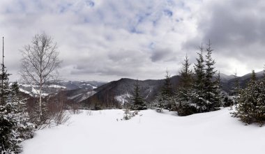 Kış dağlarının panoramik fotoğrafı ve kardaki köknar ağaçları. Kış dağ doğasının güzel manzarası. Karpatlar.