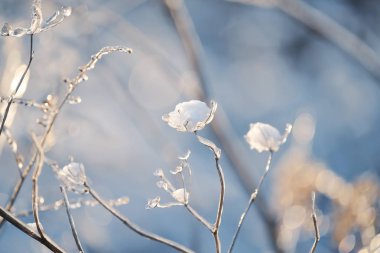 Güzel, doğal bir arka planda buz gibi parlayan sihirli çiçekler. Sanat fotoğrafı. seçici odak.