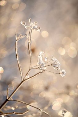 Güzel, doğal bir arka planda buz gibi parlayan sihirli çiçekler. Sanat fotoğrafı. seçici odak.