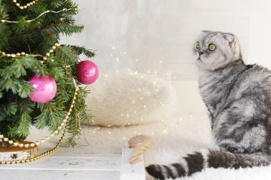  Yılbaşı manzarası işte. Oyuncak ve parlak ışıklarla dolu bir Noel ağacının dalları ve gri, sarkık kulaklı bir kedi. Sıcak bir aile tatili atmosferi..