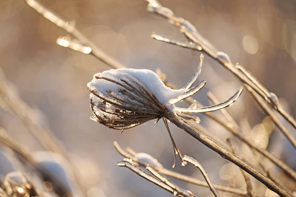 Kouzelné Květiny Ledovém Jiskření Krásném Přírodním Pozadí Fotka Umění Selektivní — Stock fotografie