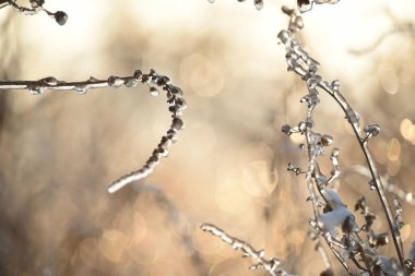 Güzel, doğal bir arka planda buz gibi parlayan sihirli çiçekler. Sanat fotoğrafı. seçici odak.