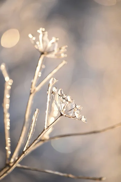 Волшебные Цветы Ледяном Блеске Красивом Естественном Фоне Фото Искусства Селективный — стоковое фото