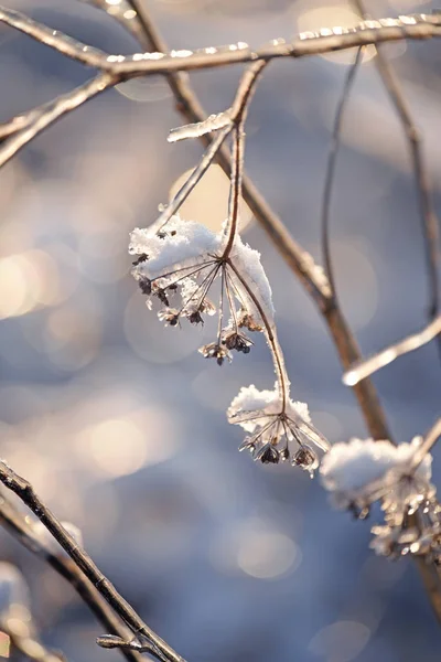 Fiori Magici Ghiaccio Scintillante Bellissimo Sfondo Naturale Foto Arte Focus — Foto Stock