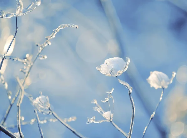 Flores Mágicas Gélido Brillante Sobre Hermoso Fondo Natural Foto Arte — Foto de Stock