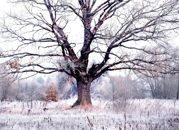 Puissant Chêne Dans Une Prairie Couverte Givre Matinal Premier Gel — Photo