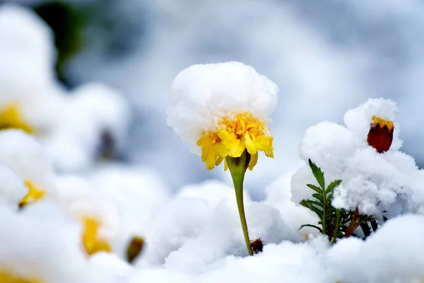 Gele Herfst Bloemen Blackbricks Onder Eerste Sneeuw Caps Van Sneeuw — Stockfoto