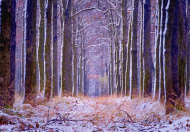 Ağaçları ve silueti olan kış sokağı Seçici yumuşak odak noktası,