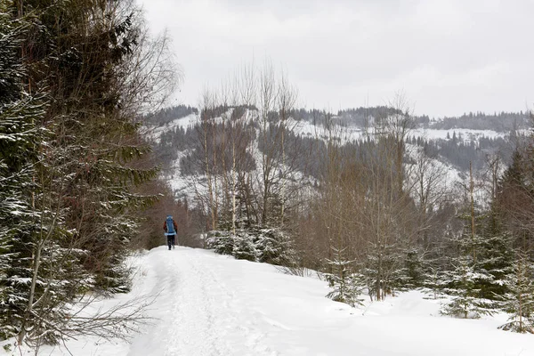 Турист Взимку Піднімається Гори Серед Хвойних Лісів — стокове фото
