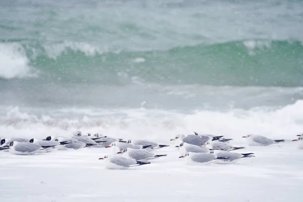 Paisagem Marinha Inverno Longa Exposição Mar Gelado Aves Gaivotas Costa — Fotografia de Stock
