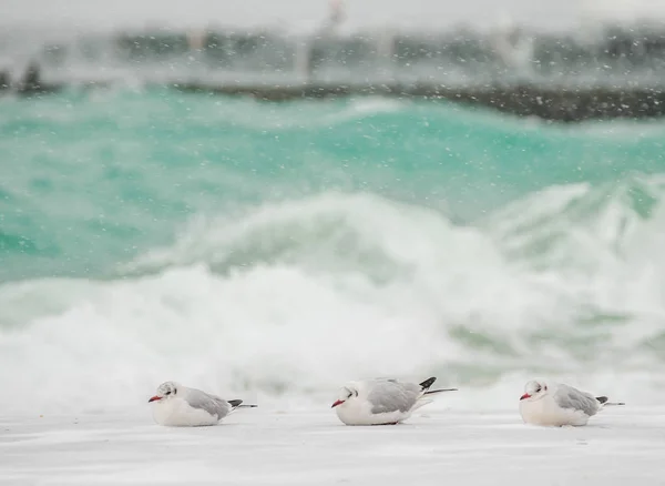 해안에 얼음처럼 차가운 바닷새와 갈매기 — 스톡 사진
