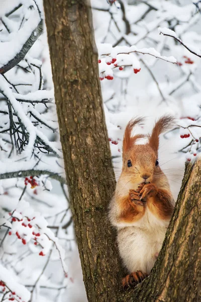 Зимний Натюрморт Белка Среди Ветвей Дерева Красными Ягодами Снегу — стоковое фото
