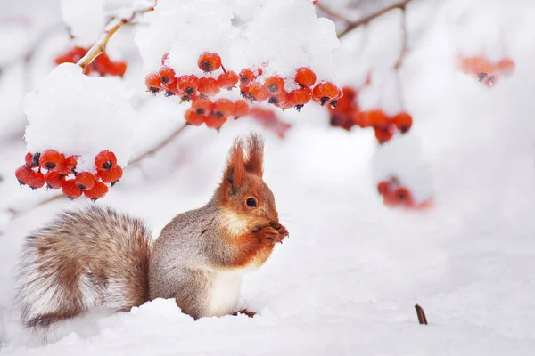 Зимний Натюрморт Белка Среди Ветвей Дерева Красными Ягодами Снегу — стоковое фото