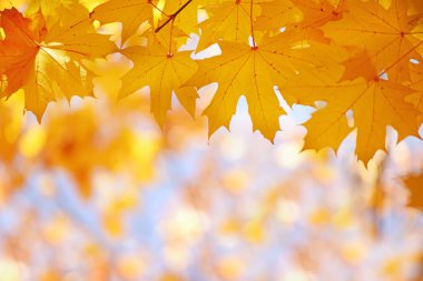 Dalları çerçeve akçaağaç mavi gökyüzü karşı sarı yaprakları ile. Sonbahar Park doğal arka plan.