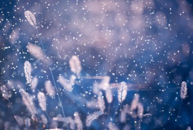 Hassas bitkiler güneş ışığında örümcek ağlarıyla dikenlenir. Çayırlarda ve düşen karlarda güneşte parlayan bitkilerin sanatsal fotoğrafı.