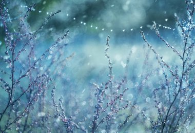 Soğukta kurumuş çiçekler ve güneş ışığında düşen kar. İlk kış günlerinde sislerin içinde yumuşak, yumuşak bir sabah ışığı. Çok yumuşak odaklanma.