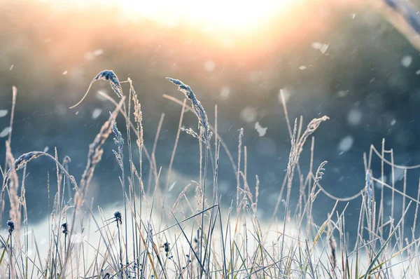 Herbe Plantes Matin Givre Dans Prairie Chute Neige Lumière Soleil — Photo