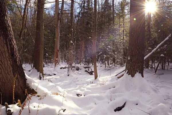 Зимний Лес Солнечный День — стоковое фото