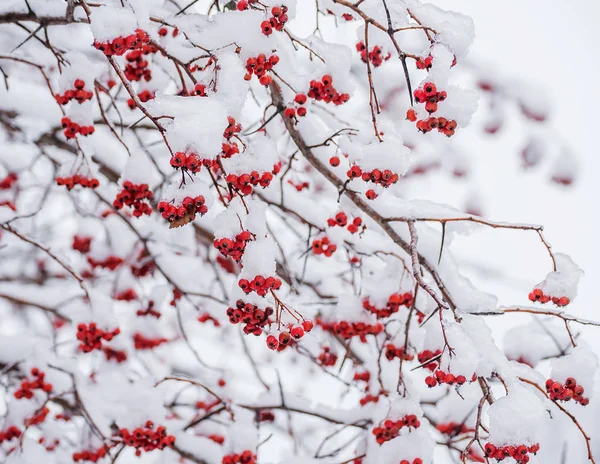 Vörös Szeder Hóban Téli Kertben — Stock Fotó