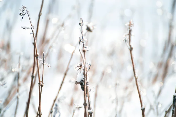 Piante Nella Neve Ricoperte Ghiaccio Nella Foresta — Foto Stock