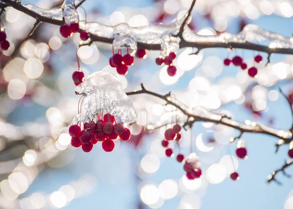 Piros Bogyós Ágak Jég Borítja Természetes Háttér Frosty Napos Téli — Stock Fotó