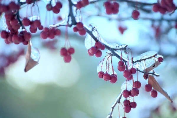 Branches Aux Baies Rouges Recouvertes Glace Sur Fond Naturel Frosty — Photo