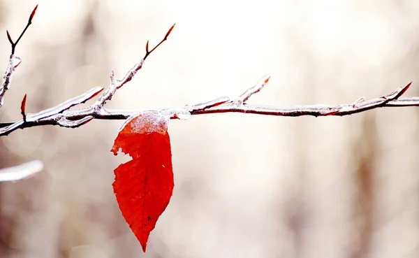 公園内の枝に氷の黄色の葉 芸術的アイデア — ストック写真