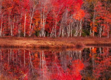 Parlak sonbahar. Göl kenarındaki renkli kırmızı akçaağaç ağaçları. Sudaki bir ağacın ayna yansıması..
