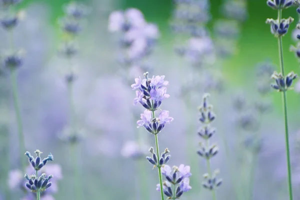 Lindas Delicadas Flores Lavanda Lilás Foto Concurso Artístico Com Foco — Fotografia de Stock