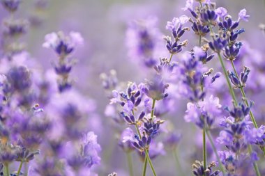 Güzel, narin lavanta çiçekleri. Yumuşak seçici odaklı sanatsal hassas fotoğraf.