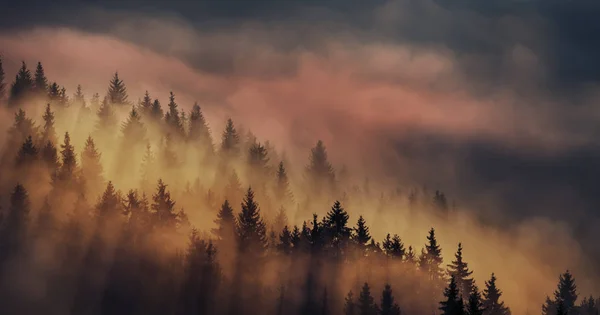 Fantástica Vista Início Manhã Nas Montanhas Silhuetas Fileiras Abetos Nas — Fotografia de Stock