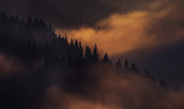 山の中で早朝の幻想的な景色 太陽と霧の雲の中で山の斜面にモミの木の行のシルエット 朝の夕暮れ時の暗い写真 劇的な霧と — ストック写真