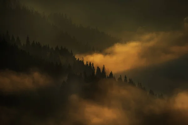 山の中で早朝の幻想的な景色 太陽と霧の雲の中で山の斜面にモミの木の行のシルエット 朝の夕暮れ時の暗い写真 劇的な霧と — ストック写真