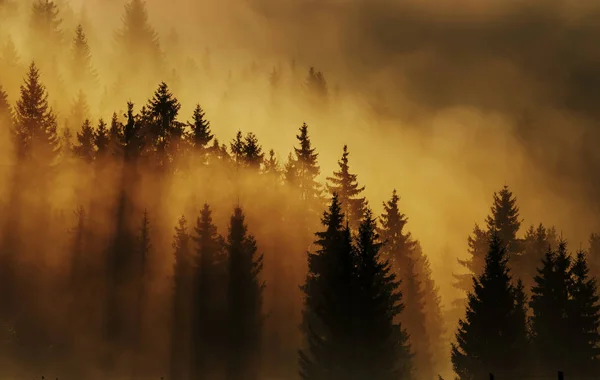 Fantástica Vista Início Manhã Nas Montanhas Silhuetas Fileiras Abetos Nas — Fotografia de Stock