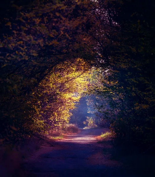 未舗装道路の上の森の中の木の枝のトンネル森の中のおとぎ話の魔法の道 — ストック写真
