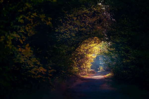 未舗装道路の上の森の中の木の枝のトンネル森の中のおとぎ話の魔法の道 — ストック写真