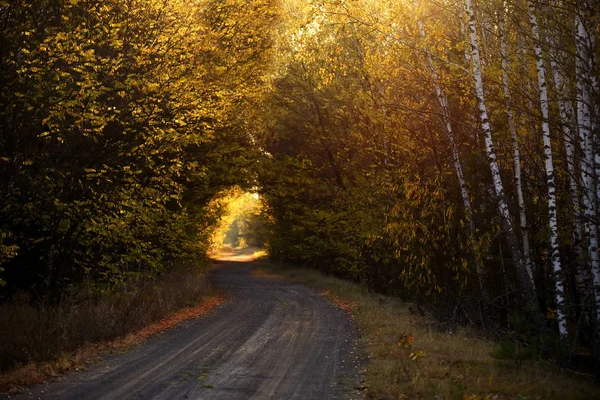 Tunnel Tree Branches Forest Dirt Road Fairytale Magic Road Forest — Stock Photo, Image