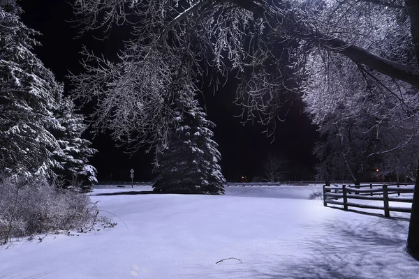 Foto Nocturna Abeto Cubierto Nieve Árboles Heladas Heladas — Foto de Stock