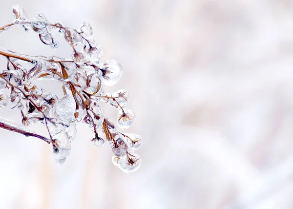 Ξηρά Λουλούδια Ένα Χειμερινό Λιβάδι Καλυμμένα Ένα Στρώμα Πάγου Ένα — Φωτογραφία Αρχείου